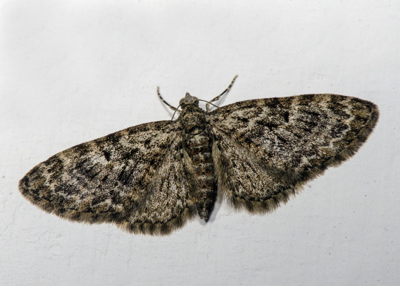 Geometridae:  Eupithecia dodoneata